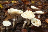 Amanita citrina f. lavendula image