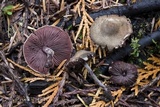 Melanophyllum haematospermum image
