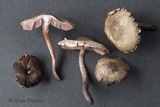 Melanophyllum haematospermum image