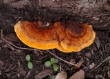 Pycnoporellus fulgens image