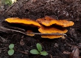 Pycnoporellus fulgens image