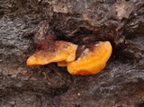 Pycnoporellus fulgens image