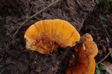 Pycnoporellus fulgens image