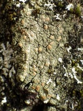 Bacidia rubella image