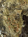 Bacidia rubella image