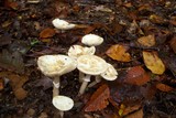 Amanita citrina f. lavendula image