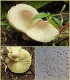 Lepiota elaiophylla image