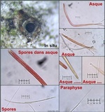 Schizoxylon alboatrum image