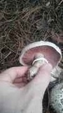 Agaricus bitorquis image