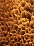 Pycnoporellus fulgens image