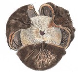 Astraeus pteridis image