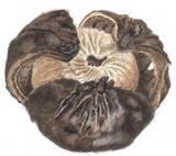Astraeus pteridis image