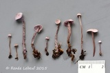 Cystolepiota microspora image