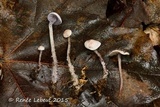 Cystolepiota microspora image