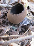 Urnula craterium image
