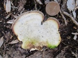 Trametes gibbosa image