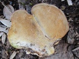 Trametes gibbosa image