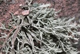 Ramalina pollinaria image