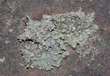 Flavopunctelia flaventior image