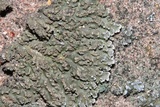 Physconia enteroxantha image