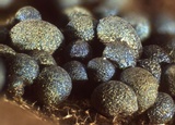 Badhamia dubia image