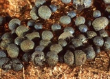 Badhamia dubia image