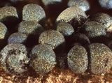 Badhamia dubia image