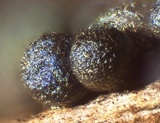 Badhamia dubia image
