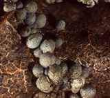 Badhamia dubia image