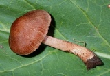 Inocybe cincinnata image
