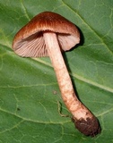Inocybe cincinnata image