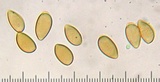 Inocybe cincinnata image