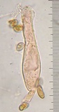 Inocybe cincinnata image