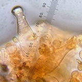 Inocybe cincinnata image