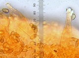 Inocybe cincinnata image
