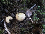 Mycena pura image