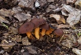 Hygrophorus cokeri image