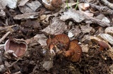 Hygrophorus cokeri image