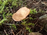 Clitocybe albirhiza image