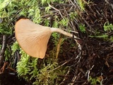 Clitocybe albirhiza image