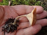 Clitocybe albirhiza image