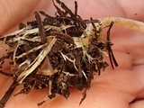 Clitocybe albirhiza image