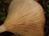 Clitocybe albirhiza image