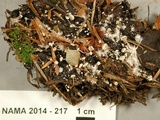 Collybia cirrhata image