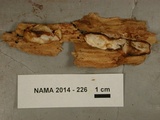 Postia fragilis image