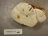 Fomitopsis officinalis image