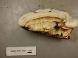 Fomitopsis officinalis image