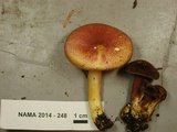Tricholomopsis rutilans image