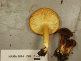 Tricholomopsis rutilans image