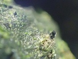 Podospora eminens image